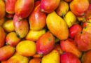 Indian Government Mobilises ICAR Experts to Strengthen Totapuri Mango Value Chain