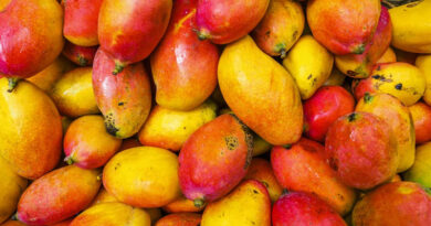 Indian Government Mobilises ICAR Experts to Strengthen Totapuri Mango Value Chain Indian Government Mobilises ICAR Experts to Strengthen Totapuri Mango Value Chain