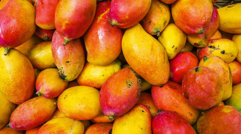 Indian Government Mobilises ICAR Experts to Strengthen Totapuri Mango Value Chain
