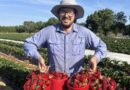 NC State Intensifies Research to Combat Emerging Neopestalotiopsis Threat in Strawberry Production