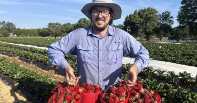 NC State Intensifies Research to Combat Emerging Neopestalotiopsis Threat in Strawberry Production NC State Intensifies Research to Combat Emerging Neopestalotiopsis Threat in Strawberry Production