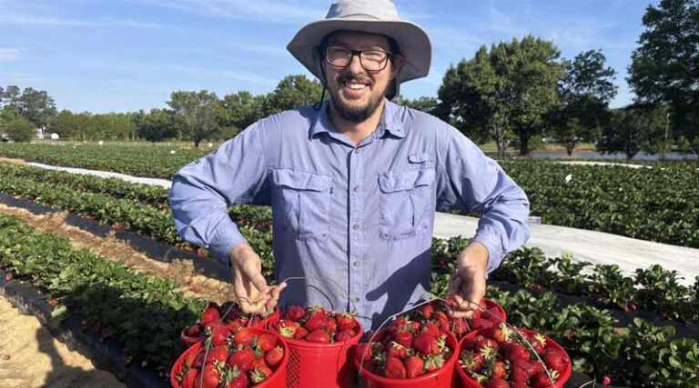 NC State Intensifies Research to Combat Emerging Neopestalotiopsis Threat in Strawberry Production