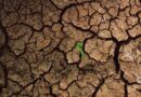 Warming Worlds, Shifting Microbiomes: Impact on Medicinal Plants and Endophytes