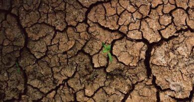 Warming Worlds, Shifting Microbiomes: Impact on Medicinal Plants and Endophytes