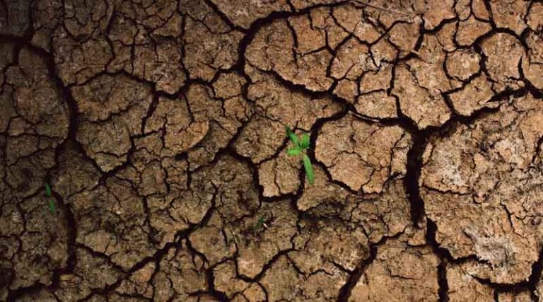 Warming Worlds, Shifting Microbiomes: Impact on Medicinal Plants and Endophytes