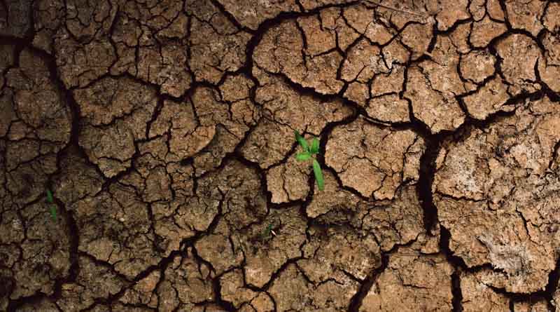 Warming Worlds, Shifting Microbiomes: Impact on Medicinal Plants and Endophytes