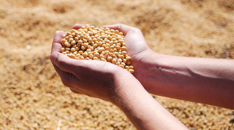 Pre-Emergence Herbicides in Soybean in India: Protecting the Crop During the Most Critical Stage of Weed Competition