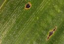 TAR Spot Tops Kansas Corn Disease Concerns In Cool, Wet 2026 Season