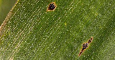TAR Spot Tops Kansas Corn Disease Concerns In Cool, Wet 2026 Season TAR Spot Tops Kansas Corn Disease Concerns In Cool, Wet 2026 Season