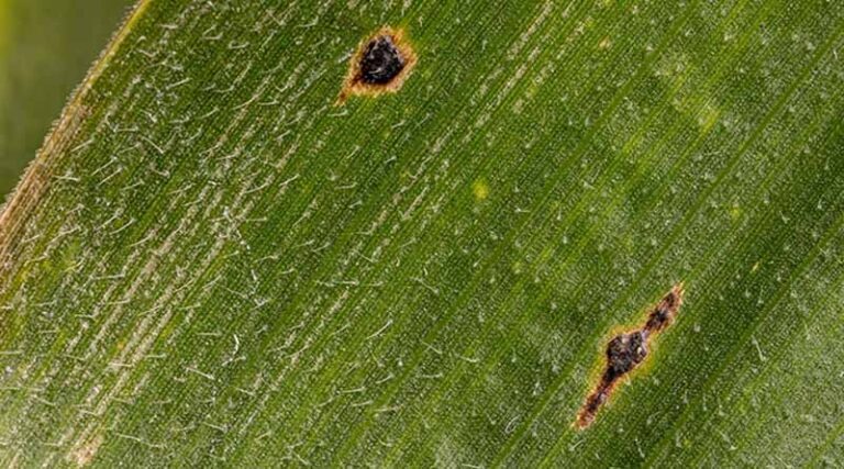 TAR Spot Tops Kansas Corn Disease Concerns In Cool, Wet 2026 Season