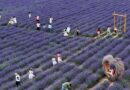 Village Fortunes Transformed Through 'Purple Economy'
