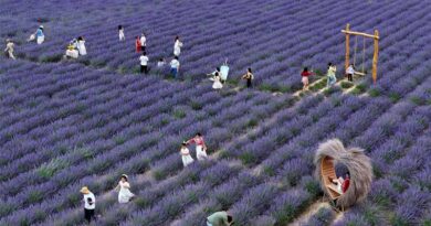Village Fortunes Transformed Through 'Purple Economy'
