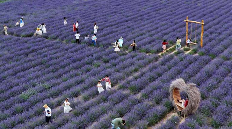 Village Fortunes Transformed Through 'Purple Economy'