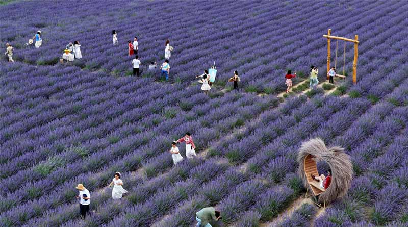 Village Fortunes Transformed Through 'Purple Economy'