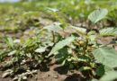 WSSA Applauds EPA's Advancement of Six New Herbicides