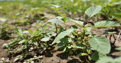 WSSA Applauds EPA's Advancement of Six New Herbicides