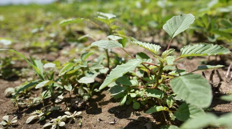 WSSA Applauds EPA's Advancement of Six New Herbicides