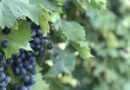 Wild Grapes Help Vineyards Face the Future