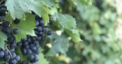 Wild Grapes Help Vineyards Face the Future Wild Grapes Help Vineyards Face the Future