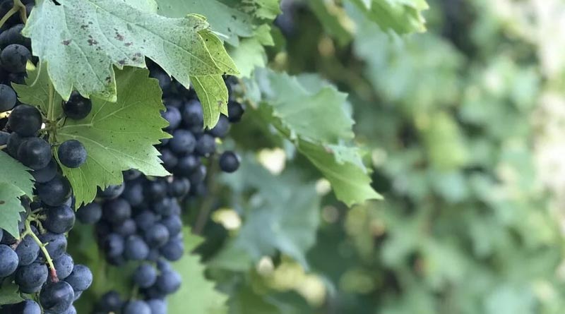 Wild Grapes Help Vineyards Face the Future