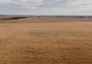 Wild Radish Continues To Challenge WA Growers