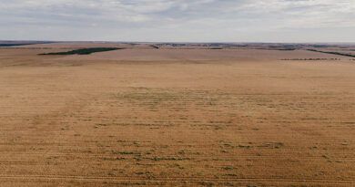 Wild Radish Continues To Challenge WA Growers Wild Radish Continues To Challenge WA Growers