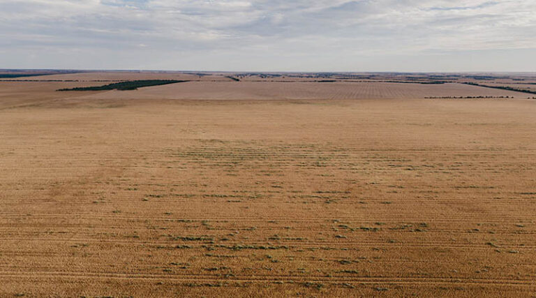 Wild Radish Continues To Challenge WA Growers