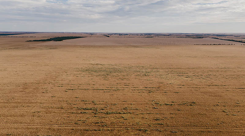 Wild Radish Continues To Challenge WA Growers