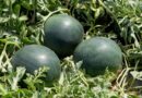 Yellow Watermelon: A Distinctive Force In A Growing Market