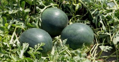 Yellow Watermelon: A Distinctive Force In A Growing Market Yellow Watermelon: A Distinctive Force In A Growing Market