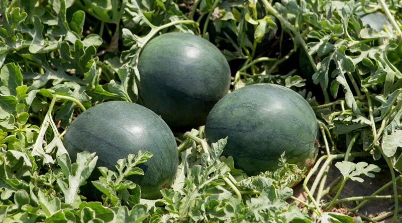 Yellow Watermelon: A Distinctive Force In A Growing Market