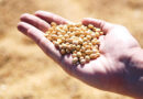 2026 U.S. Corn Rated 63% Gd/Ex, Soybeans 63% Gd/Ex