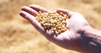 2026 U.S. Corn Rated 63% Gd/Ex, Soybeans 63% Gd/Ex