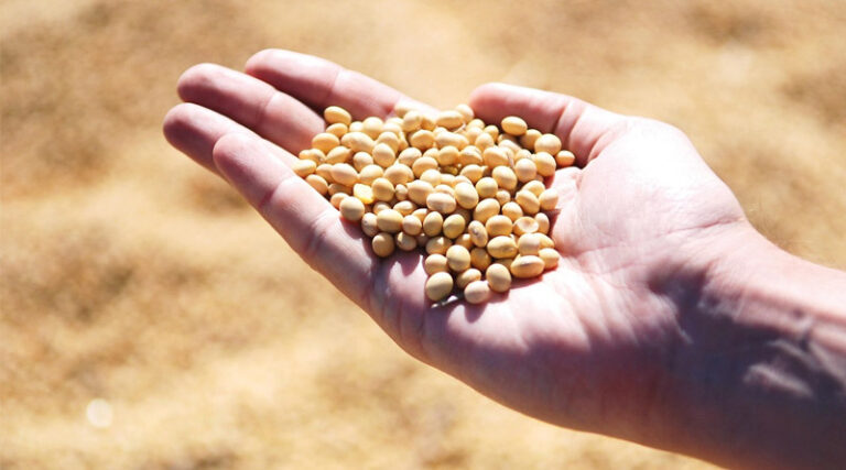 2026 U.S. Corn Rated 63% Gd/Ex, Soybeans 63% Gd/Ex