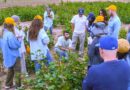 AI-Driven Breeding Partnership Aims to Build Climate-Resilient Cotton