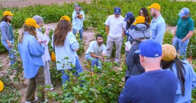 AI-Driven Breeding Partnership Aims to Build Climate-Resilient Cotton