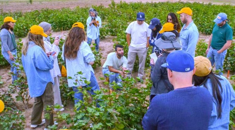 AI-Driven Breeding Partnership Aims to Build Climate-Resilient Cotton