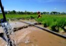 AI and Digital Tools To Drive Gains In Climate Resilience In Philippine Rice Landscapes