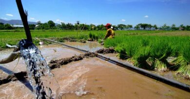 AI and Digital Tools To Drive Gains In Climate Resilience In Philippine Rice Landscapes