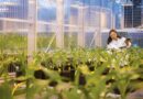 ASF Successfully Enforces Saflufenacil Patent in Australia, Strengthening Crop Protection IP