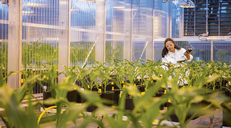ASF Successfully Enforces Saflufenacil Patent in Australia, Strengthening Crop Protection IP