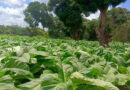 Alliance One Introduces Proprietary Tobacco Seed Varieties in Tanzania