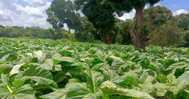Alliance One Introduces Proprietary Tobacco Seed Varieties in Tanzania Alliance One Introduces Proprietary Tobacco Seed Varieties in Tanzania