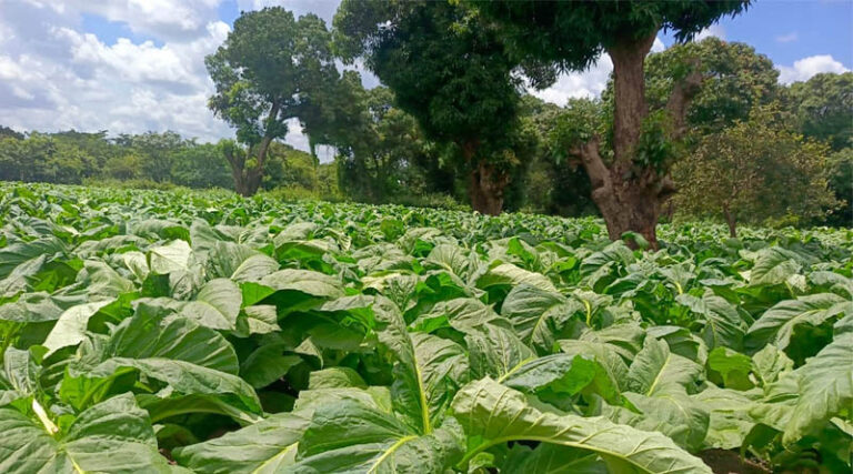 Alliance One Introduces Proprietary Tobacco Seed Varieties in Tanzania