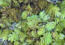 Biological Control Technology Offers Sustainable Solution for Invasive Salvinia molesta in India