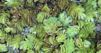 ICAR-DWR Develops Biological Control Technology to Manage Invasive Salvinia Molesta