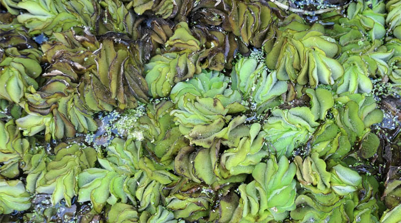 Biological Control Technology Offers Sustainable Solution for Invasive Salvinia molesta in India