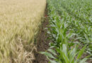 California Begins Phase-Out of Paraquat as Manufacturers Cancel Product Registrations