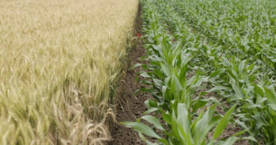 California Begins Phase-Out of Paraquat as Manufacturers Cancel Product Registrations