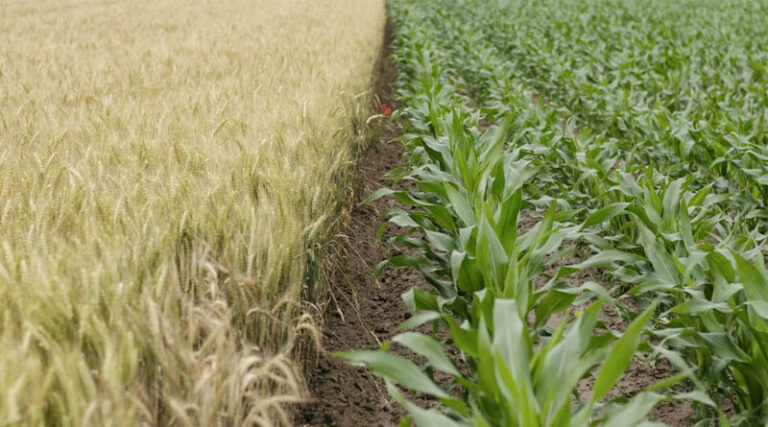California Begins Phase-Out of Paraquat as Manufacturers Cancel Product Registrations